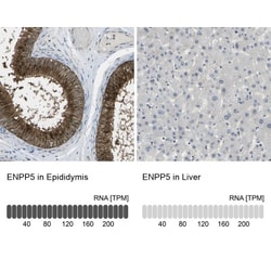 RSK2 Antibody, Novus Biologicals:Antibodies:Primary Antibodies